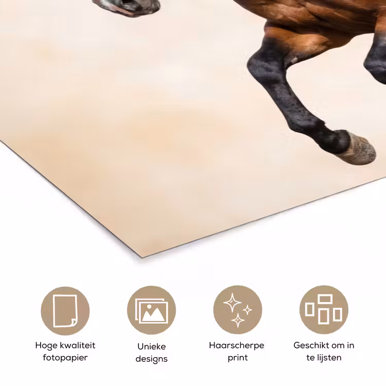 Poster - Paard - Galop - Energie — 5