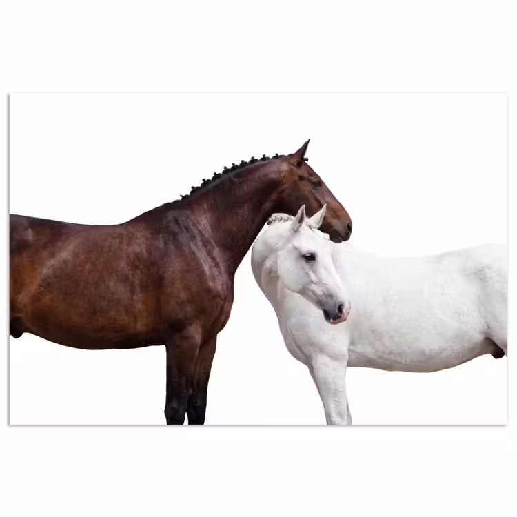 Poster - Paard - Modern - Balans — 1