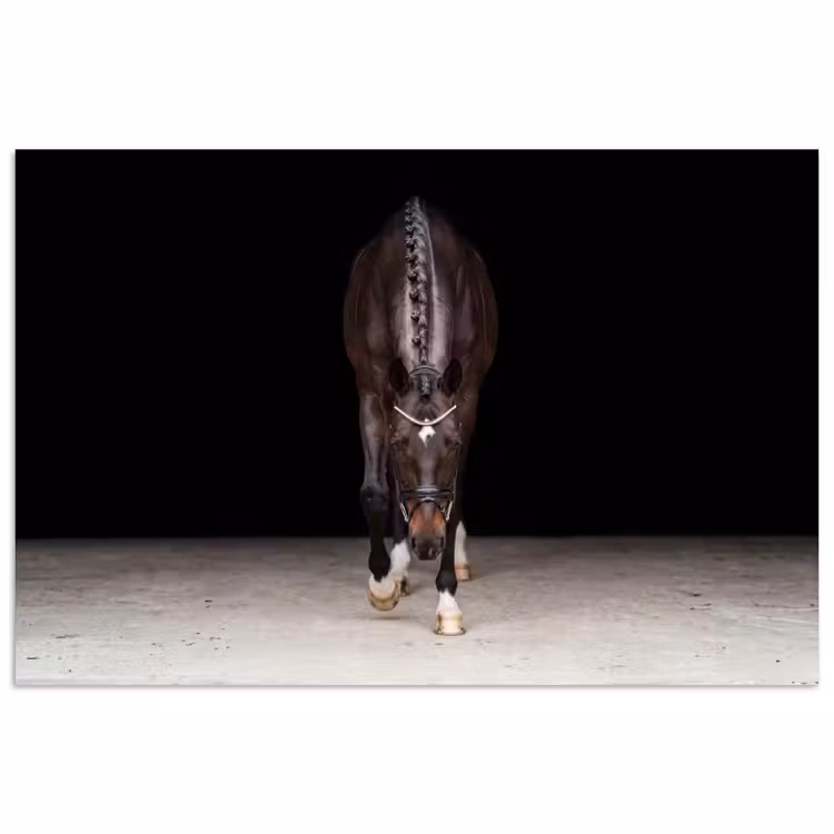 Poster - Paard - Modern - Portret — 1