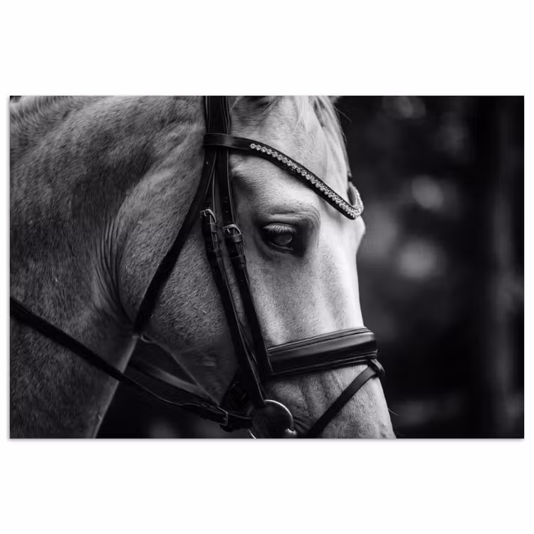Poster - Paard - Schimmel - Portret — 1