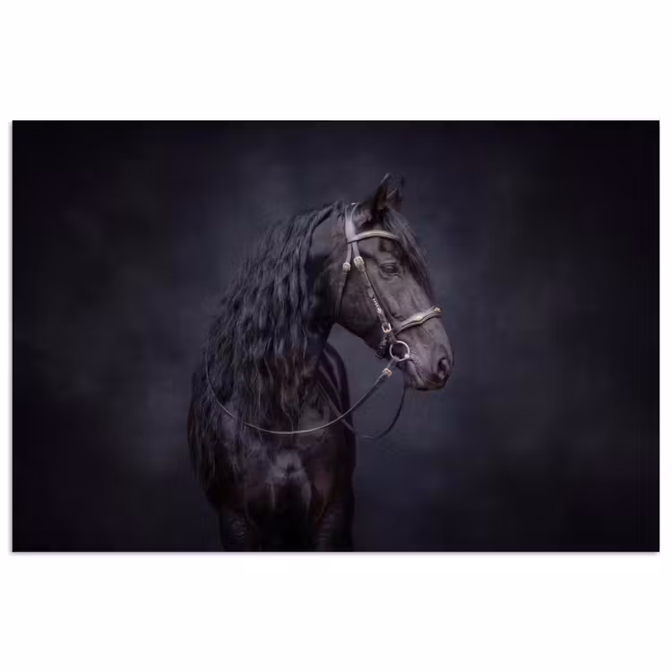 Poster - Portret - Paard - Donker — 1