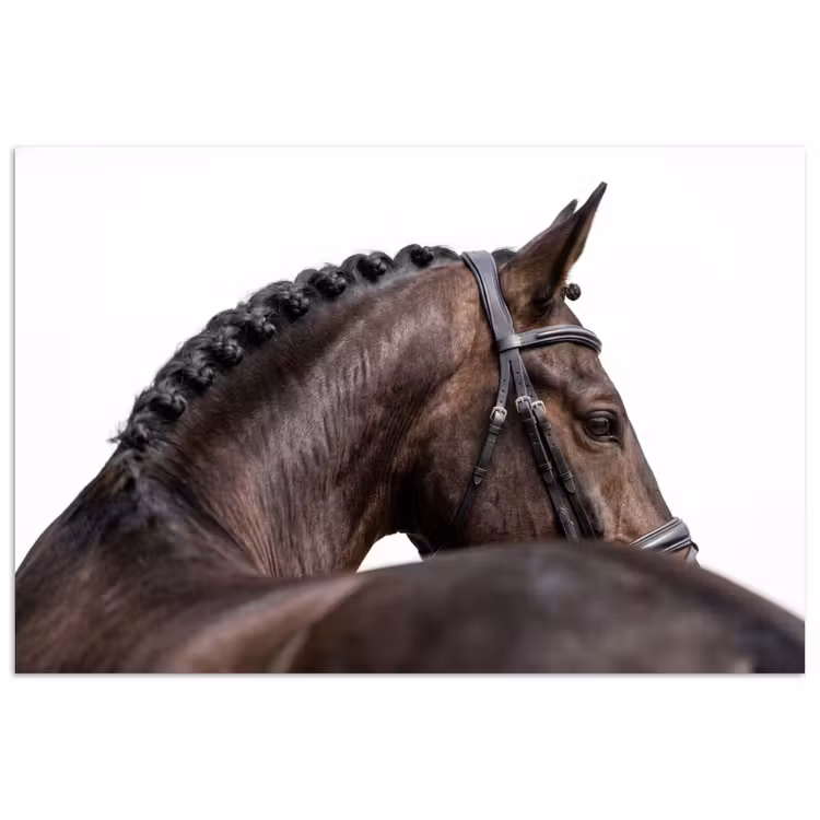 Poster - Portret - Paard - Elegant — 1