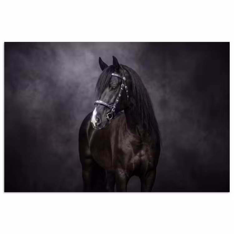 Poster - Portret - Paard - Zwart — 1