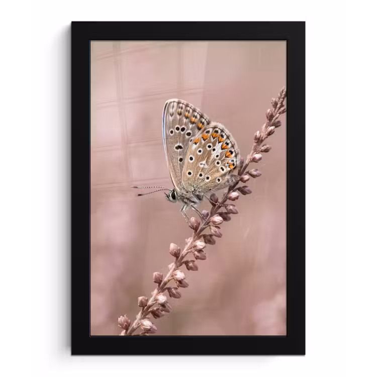 Poster met lijst - Lavendel - Vlinder - Paars — 1