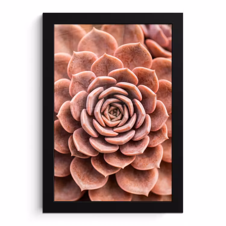 Poster met lijst - Vetplant - Organisch - Roze — 1