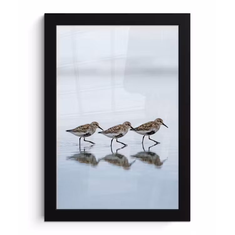 Poster met lijst - Vogels - Water - Grijs — 1