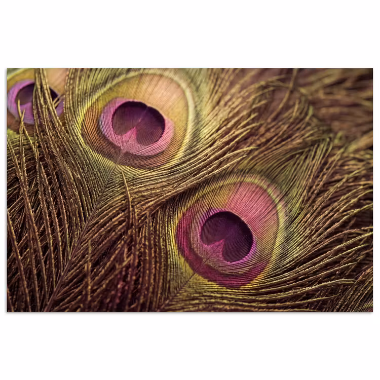 Poster - Pauw - Veren - Paars - Groen — 1