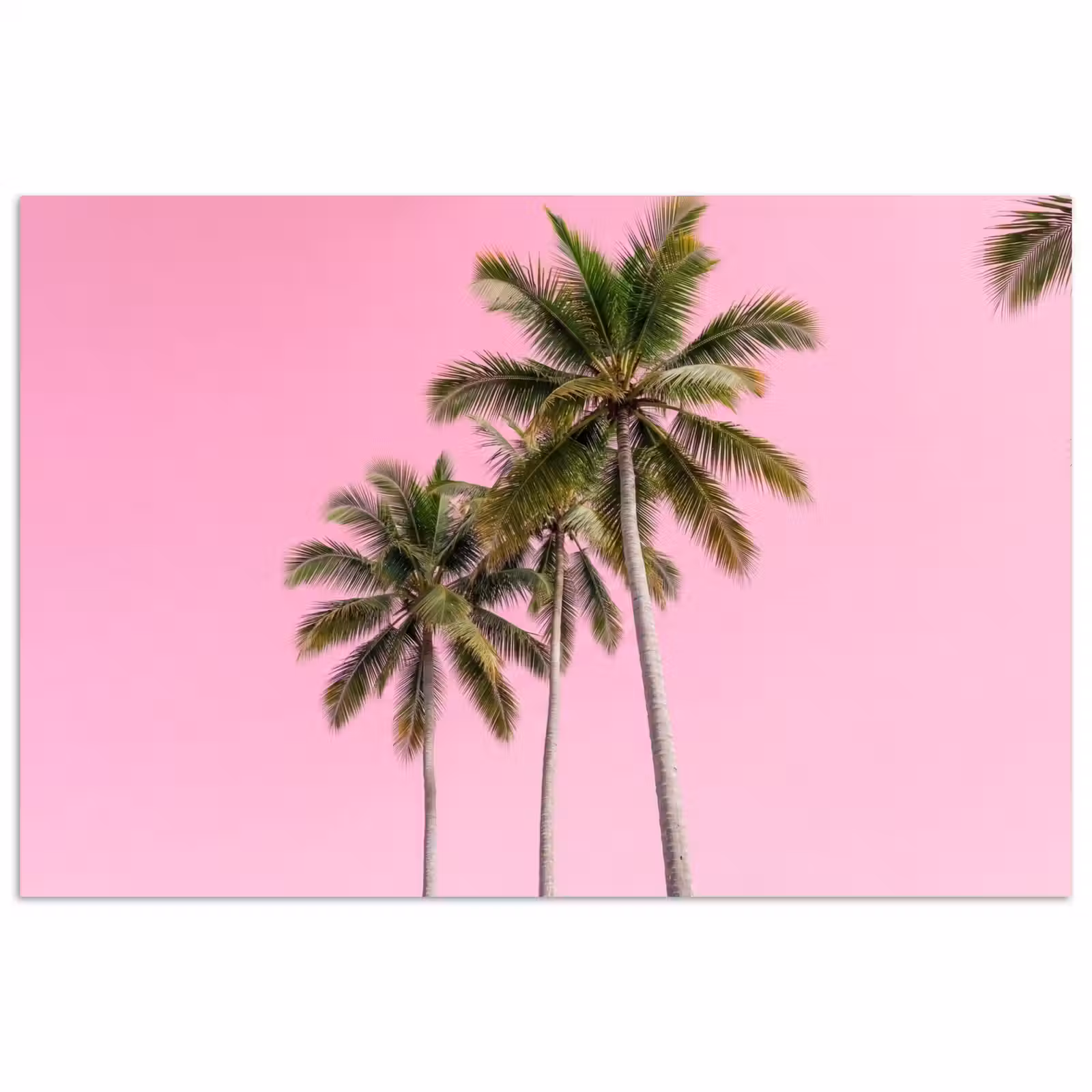 Poster - Palmboom - Tropisch - Pink — 1