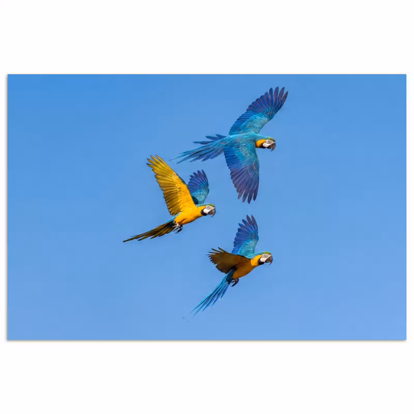 Poster - Papagaai - Vliegen - Blauw - Geel — 1