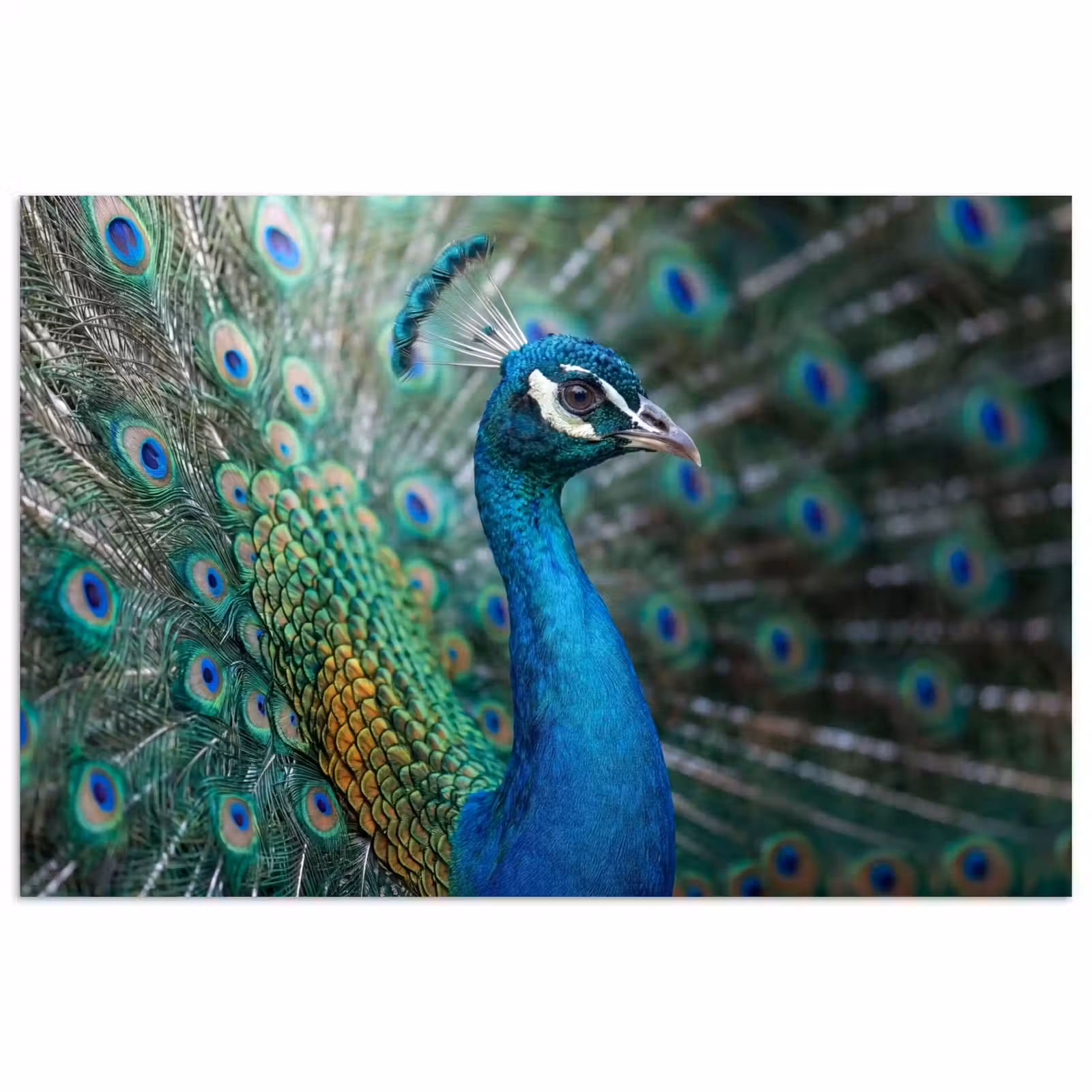 Poster - Pauw - Veren - Blauw — 1
