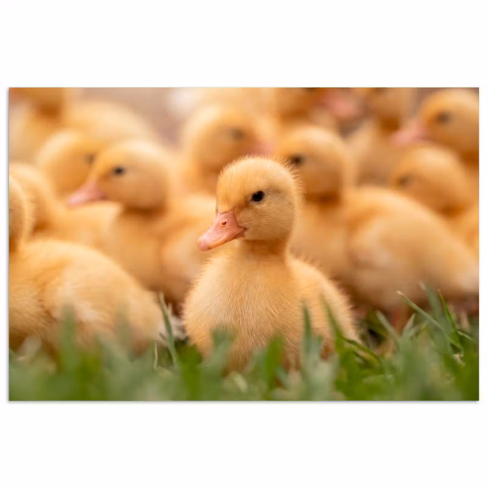 Poster - Pijltje - Eend - Natuur - Geel — 1