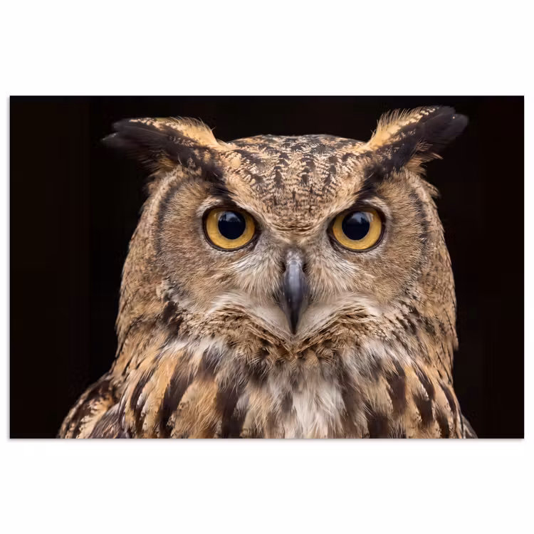 Poster - Oehoe - Uil - Portret - Bruin — 1