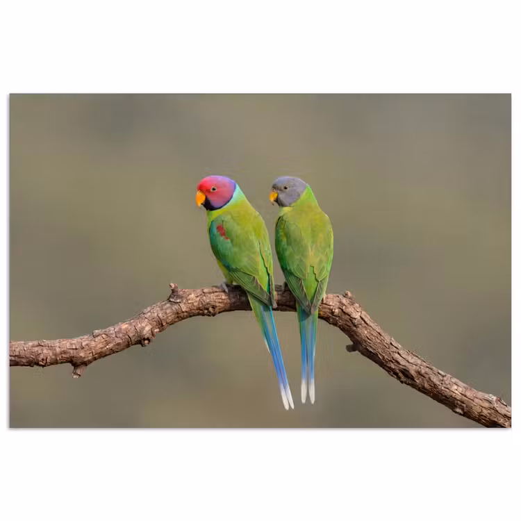 Poster - Papagaai - Tak - Natuur - Kleurrijk — 1