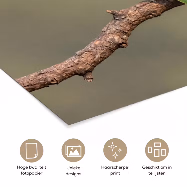 Poster - Papagaai - Tak - Natuur - Kleurrijk — 5