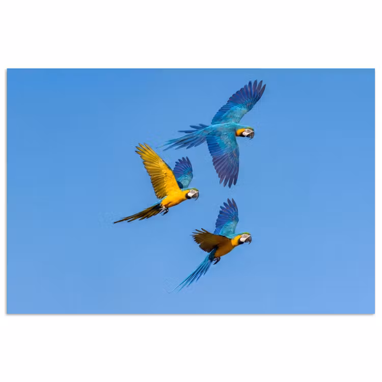 Poster - Papagaai - Vliegen - Blauw - Geel — 1