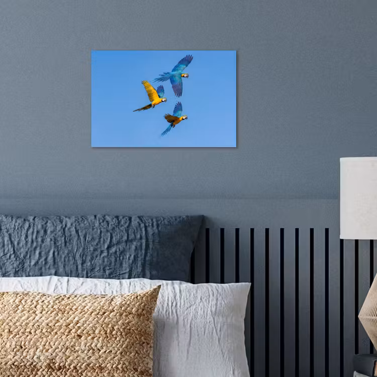 Poster - Papagaai - Vliegen - Blauw - Geel — 3