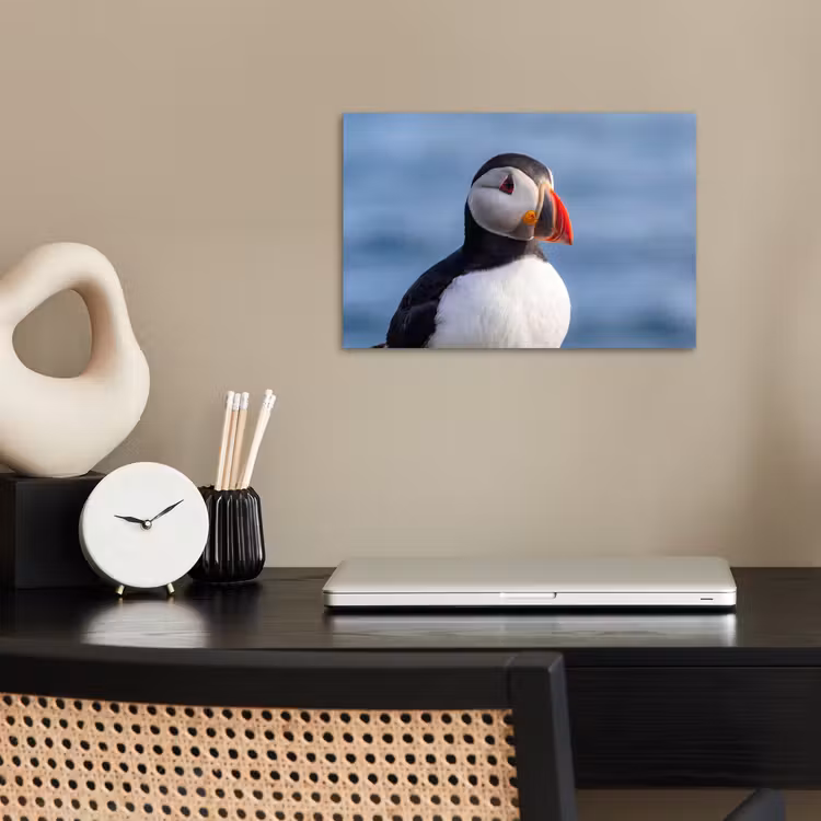 Poster - Papegaaiduiker - Portret - Natuur — 2