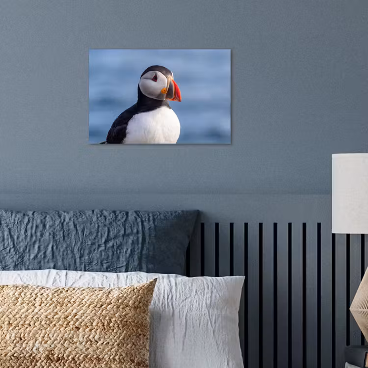 Poster - Papegaaiduiker - Portret - Natuur — 3