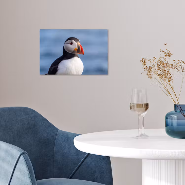 Poster - Papegaaiduiker - Portret - Natuur — 4