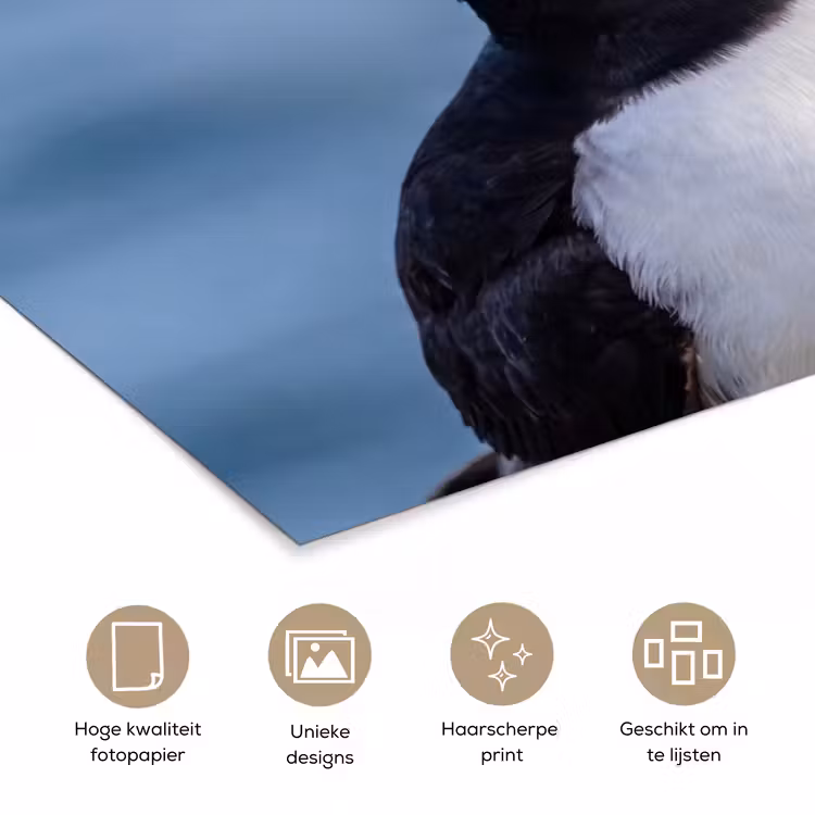 Poster - Papegaaiduiker - Portret - Natuur — 5