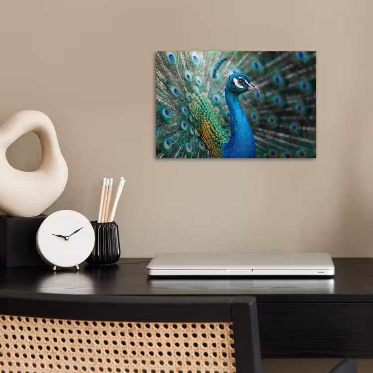 Poster - Pauw - Veren - Blauw — 2
