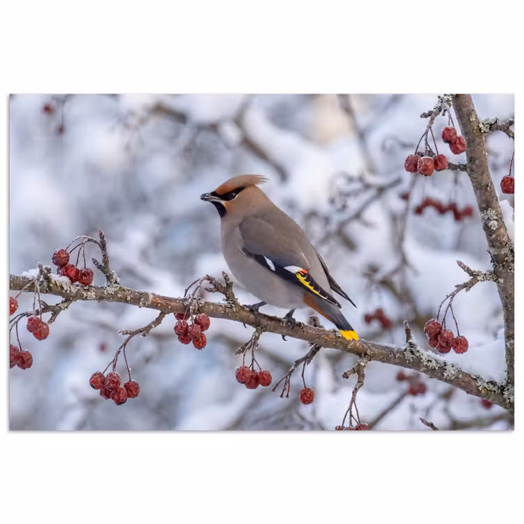 Poster - Pestvogel - Bessen - Winter - Natuur — 1