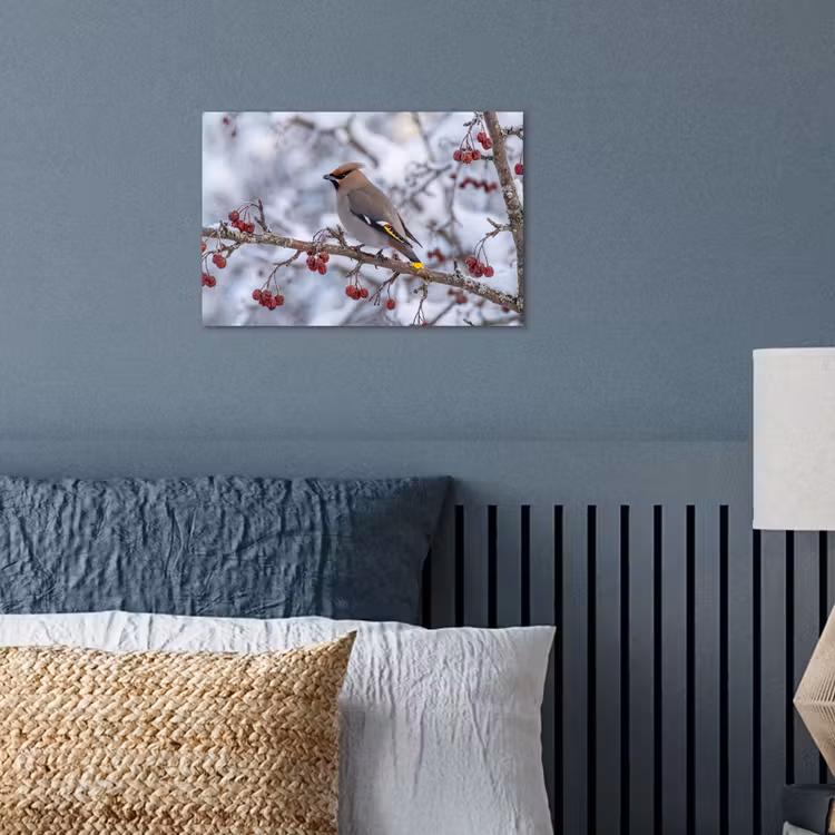 Poster - Pestvogel - Bessen - Winter - Natuur — 3