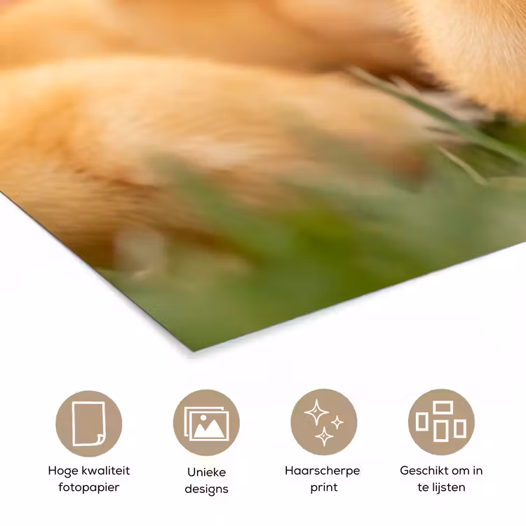 Poster - Pijltje - Eend - Natuur - Geel — 5