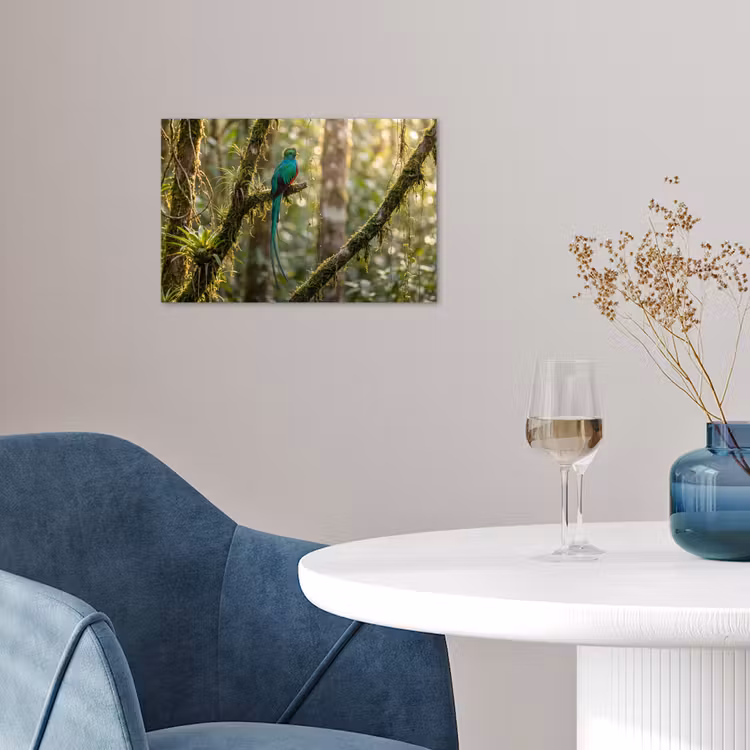 Poster - Quetzal - Jungle - Natuur - Groen — 4