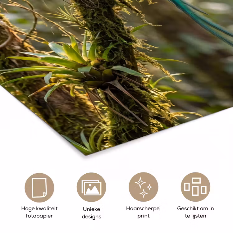 Poster - Quetzal - Jungle - Natuur - Groen — 5