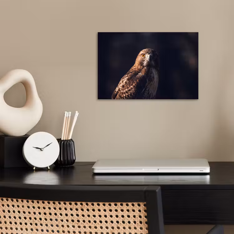 Poster - Roofvogel - Buizerd - Bruin — 2