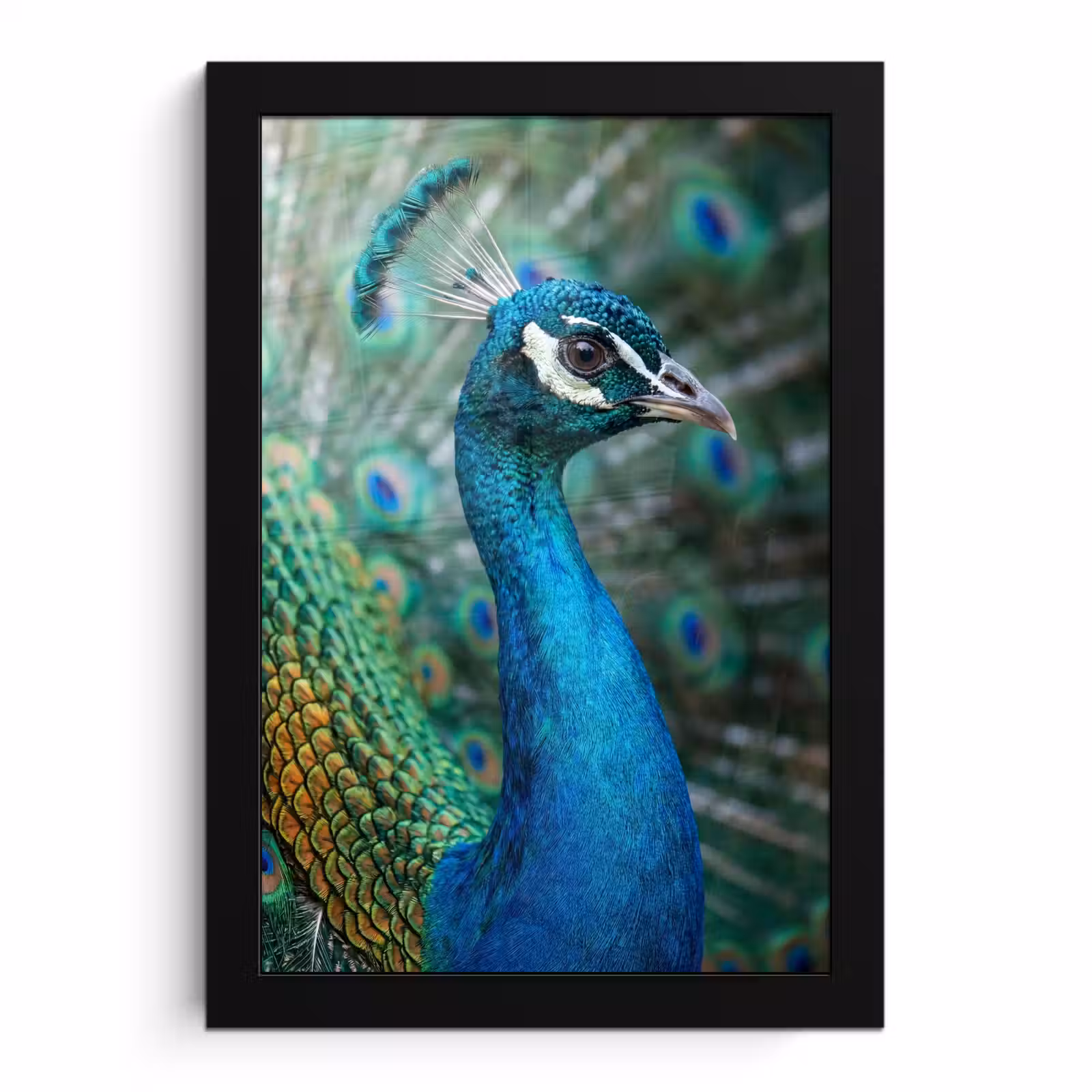 Poster met lijst - Pauw - Veren - Blauw — 1