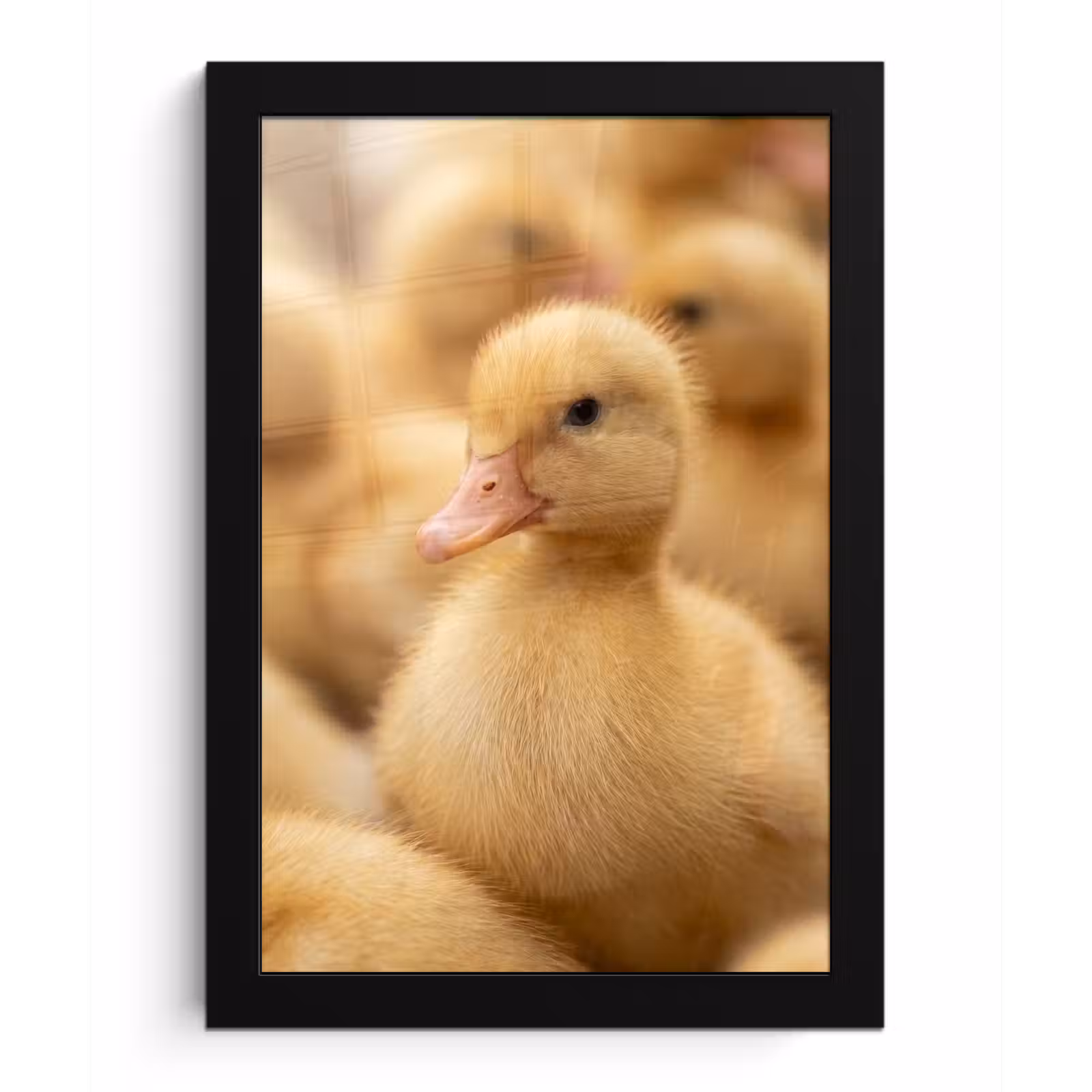 Poster met lijst - Pijltje - Eend - Natuur - Geel — 1