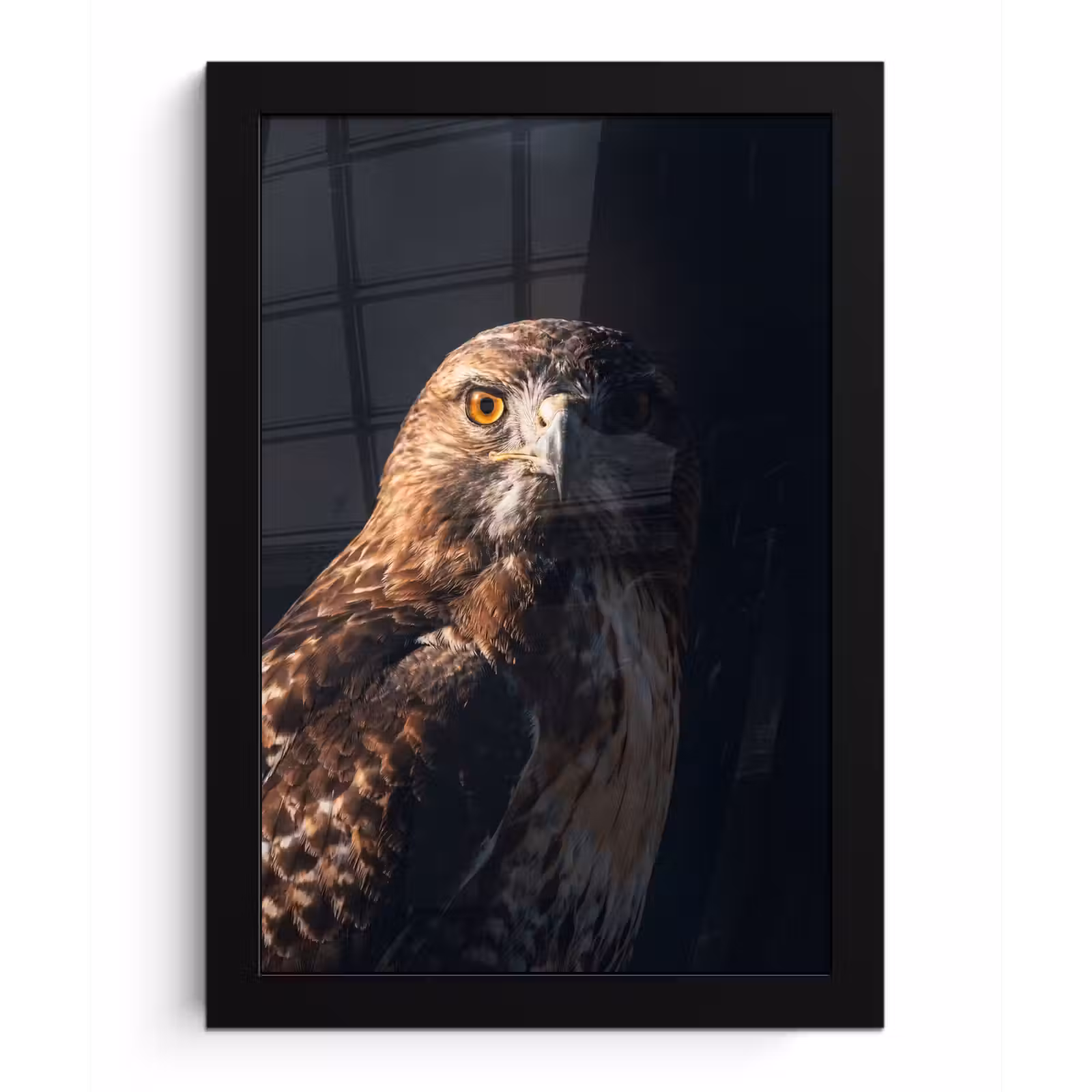 Poster met lijst - Roofvogel - Buizerd - Bruin — 1
