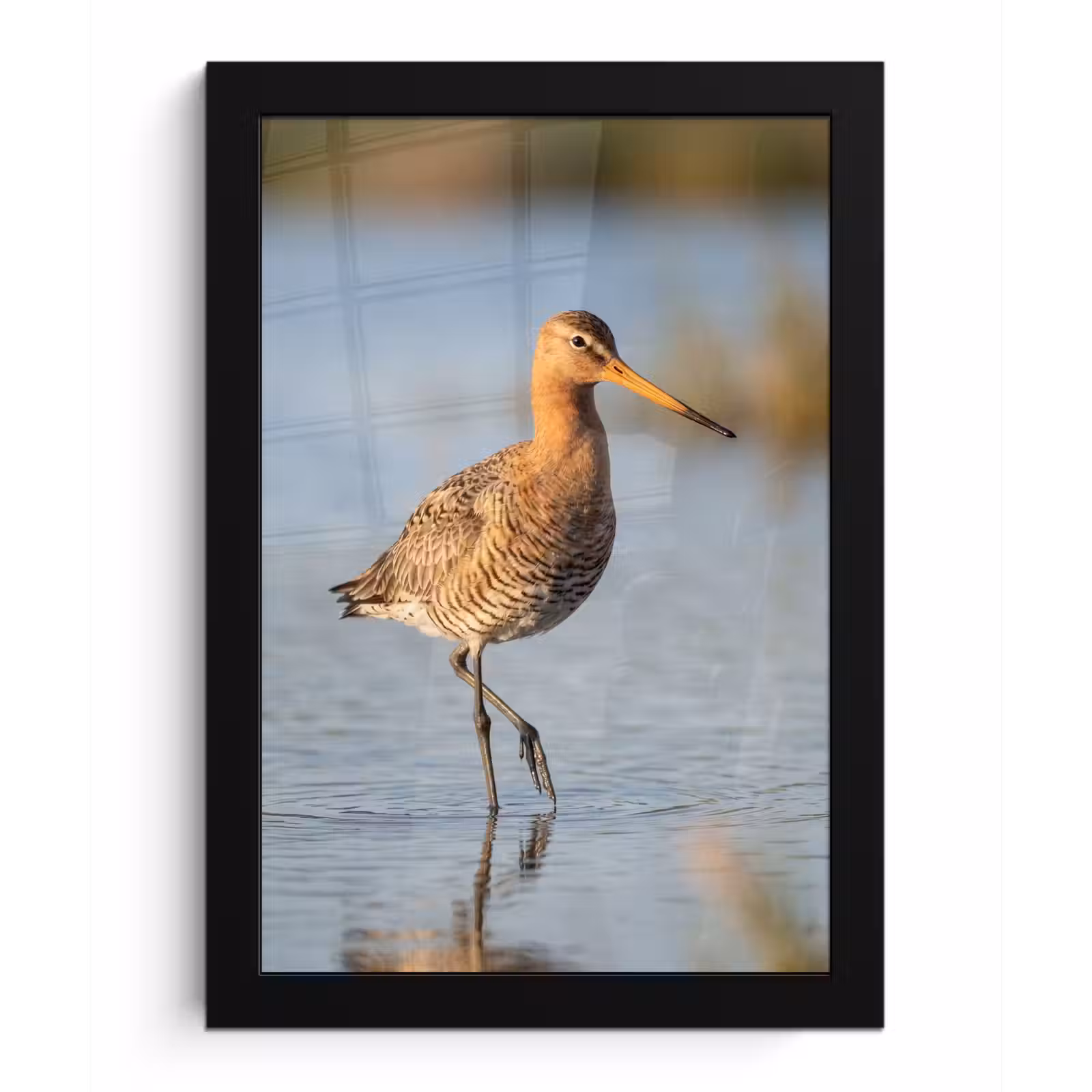 Poster met lijst - Vogel - Steltloper - Water - Natuur — 1
