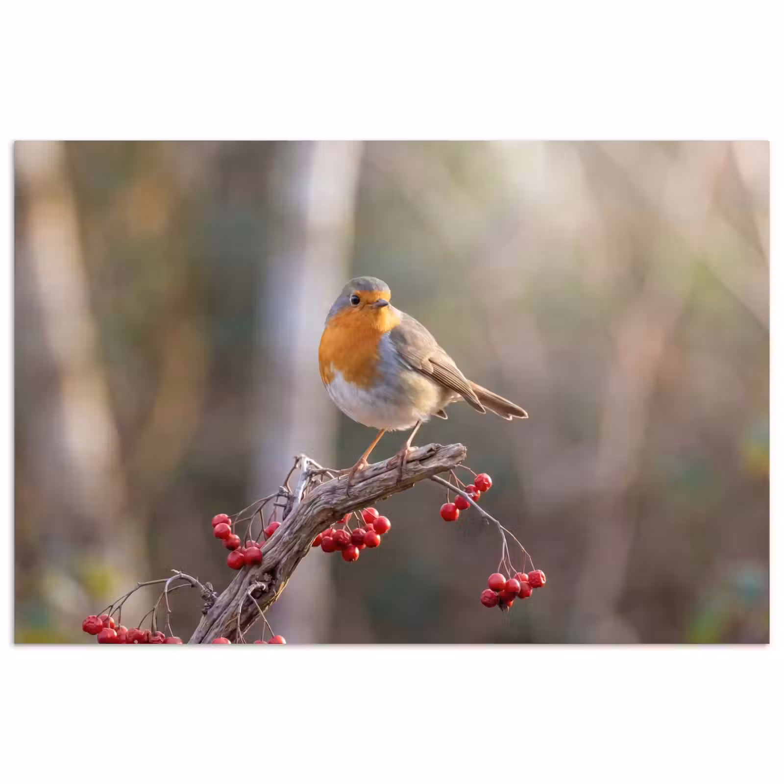 Poster - Roodborst - Tak - Bessen - Natuur — 1