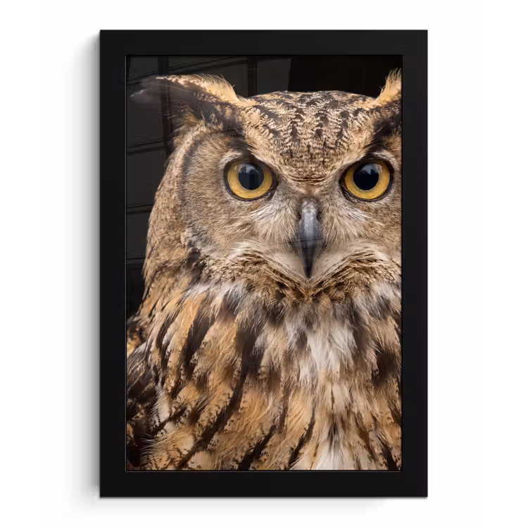 Poster met lijst - Oehoe - Uil - Portret - Bruin — 1