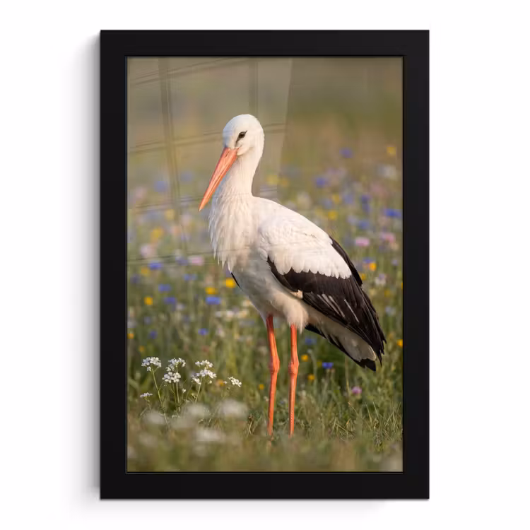Poster met lijst - Ooienvaar - Bloemen - Weide - Kleurrijk — 1