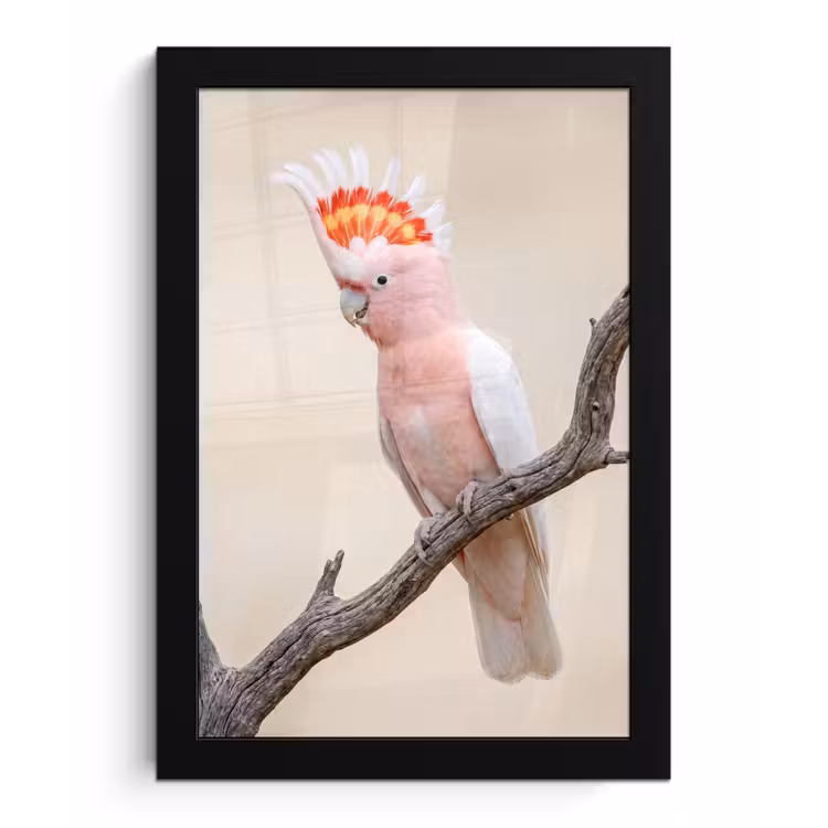 Poster met lijst - Papagaai - Tak - Roze — 1