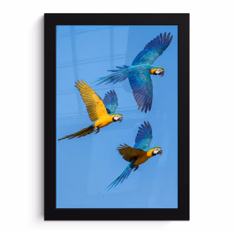 Poster met lijst - Papagaai - Vliegen - Blauw - Geel — 1
