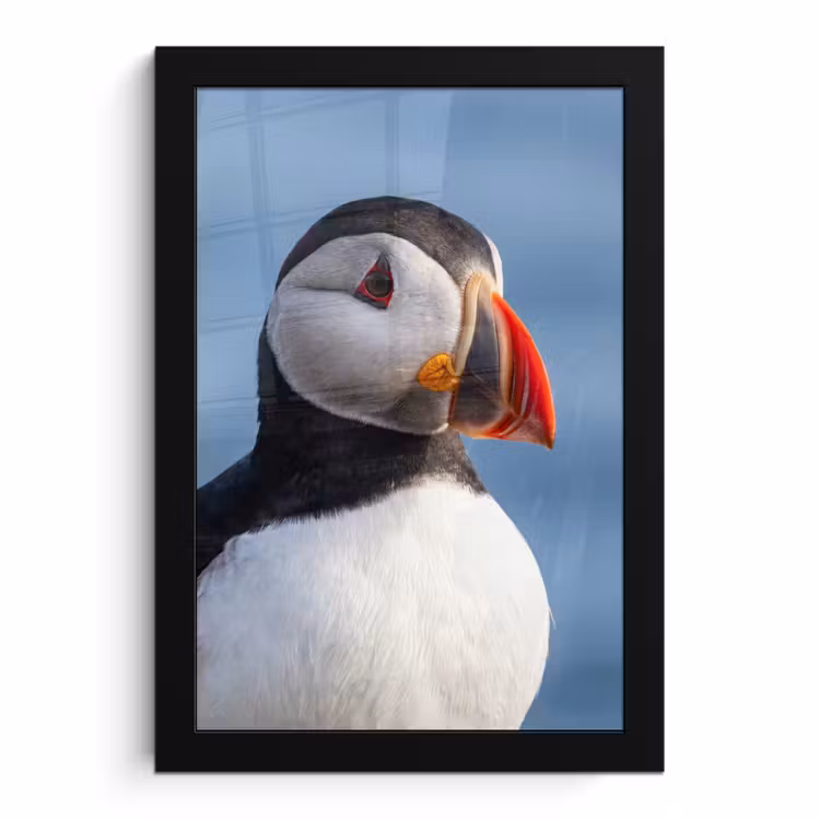 Poster met lijst - Papegaaiduiker - Portret - Natuur — 1