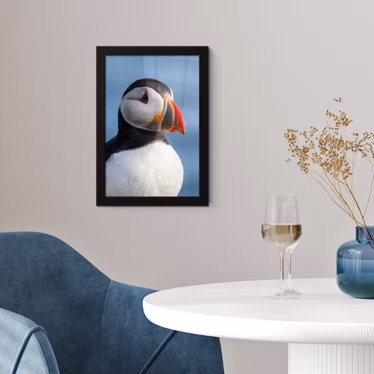 Poster met lijst - Papegaaiduiker - Portret - Natuur — 2