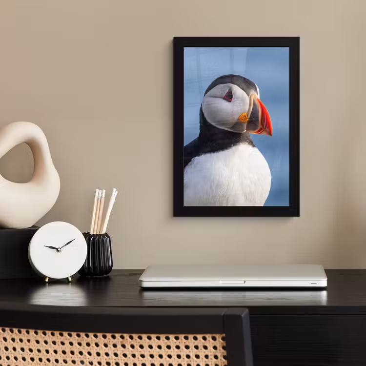 Poster met lijst - Papegaaiduiker - Portret - Natuur — 3