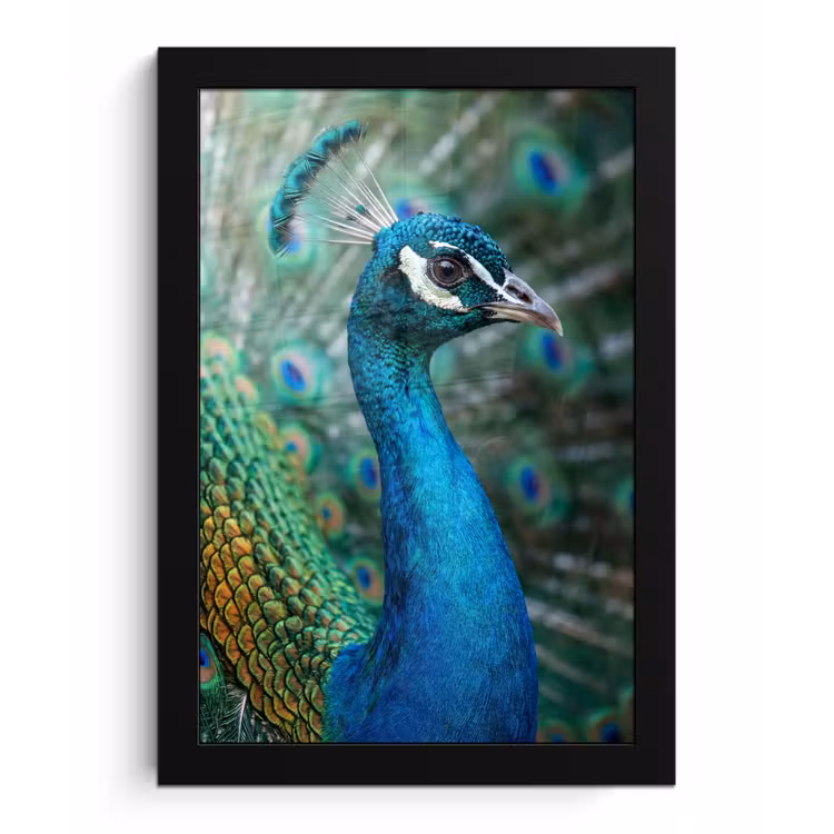 Poster met lijst - Pauw - Veren - Blauw — 1
