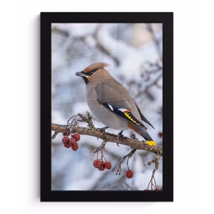 Poster met lijst - Pestvogel - Bessen - Winter - Natuur — 1