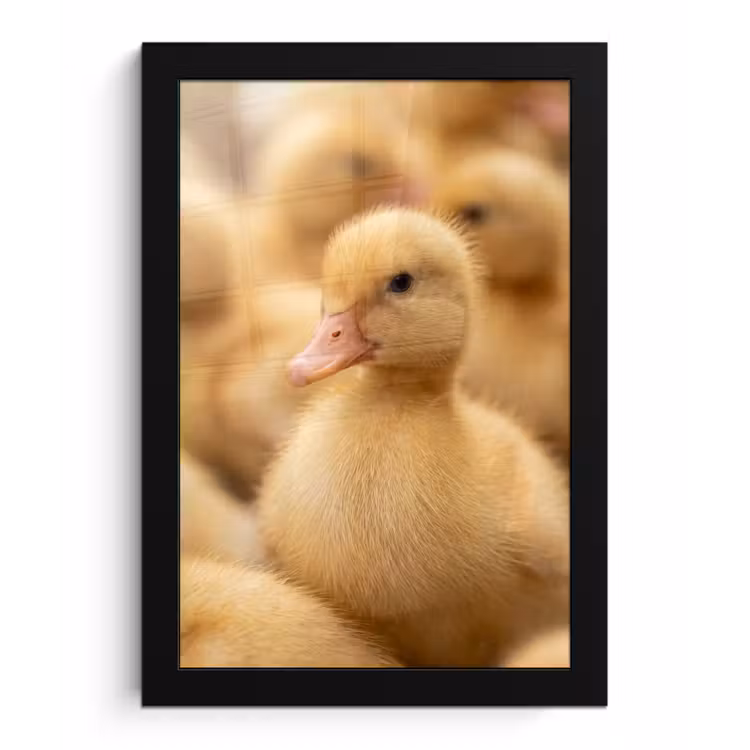 Poster met lijst - Pijltje - Eend - Natuur - Geel — 1