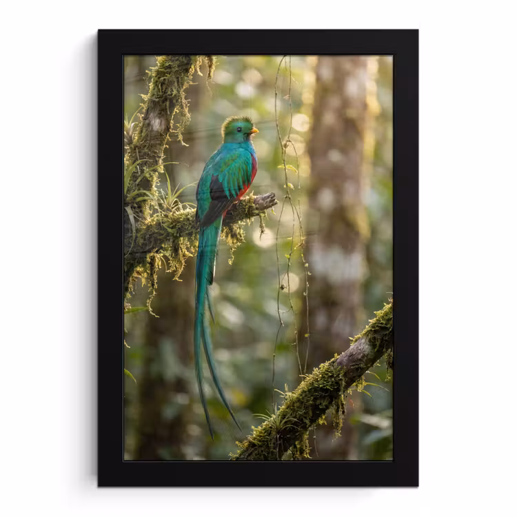 Poster met lijst - Quetzal - Jungle - Natuur - Groen — 1