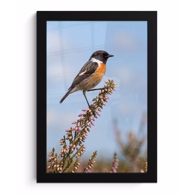Poster met lijst - Roodborsttapuit - Heide - Paars - Natuur - Sfeervol — 1