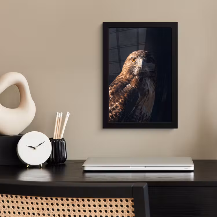 Poster met lijst - Roofvogel - Buizerd - Bruin — 3