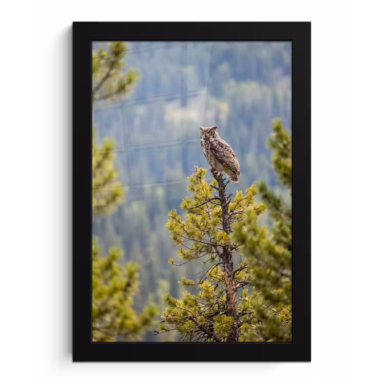 Poster met lijst - Uil - Oehoe - Bomen - Natuur — 1